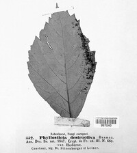 Phyllosticta destructiva image